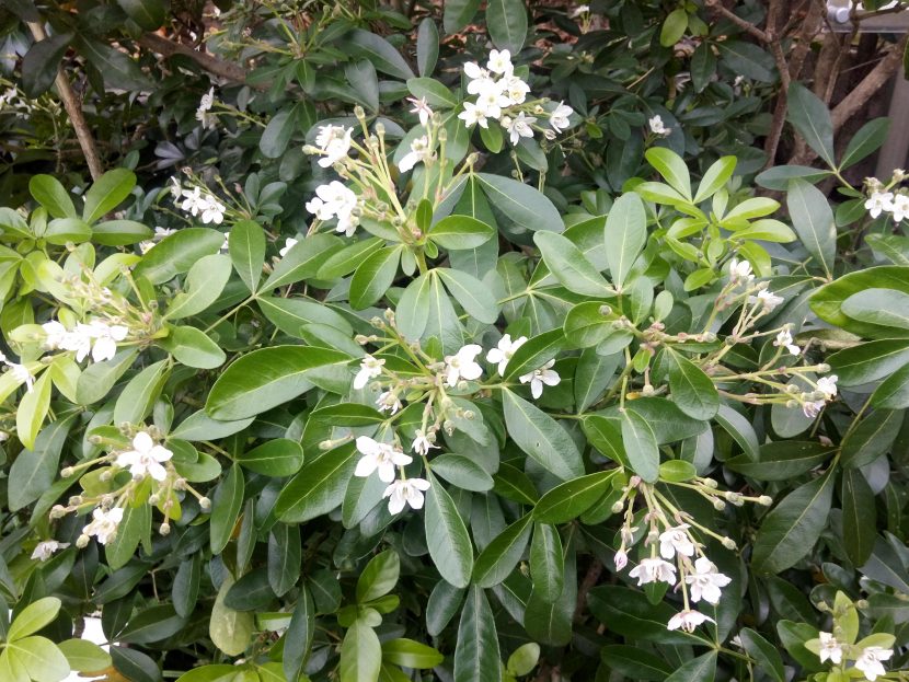 Orto Botanico Comune di Trieste