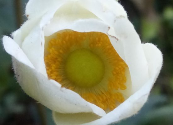 Anemone x hybrida 'Honorine Jobert'