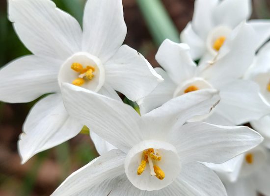 Narcissus papyraceus subsp. pachybolbus