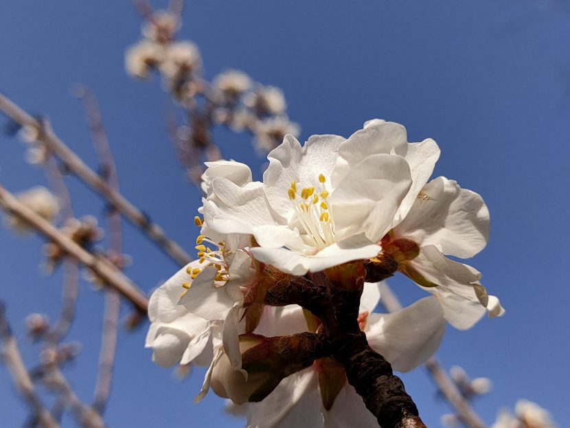 Orto Botanico Comune di Trieste
