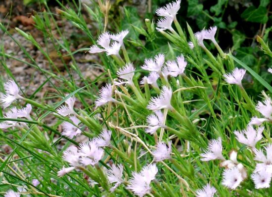 16. Dianthus hyssopifolius