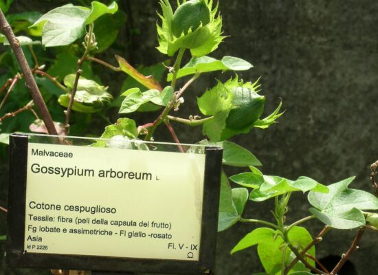 23. Gossypium arboreum