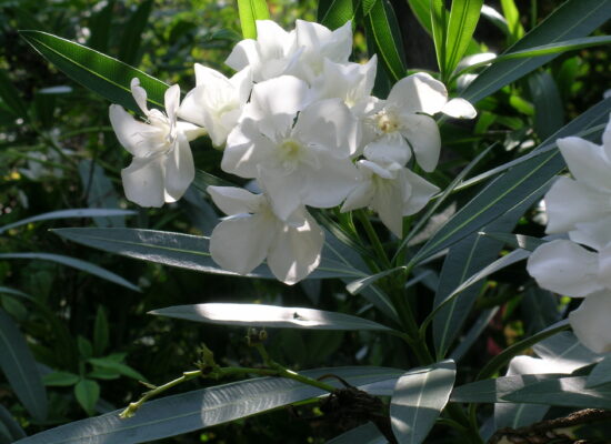 31. Nerium oleander